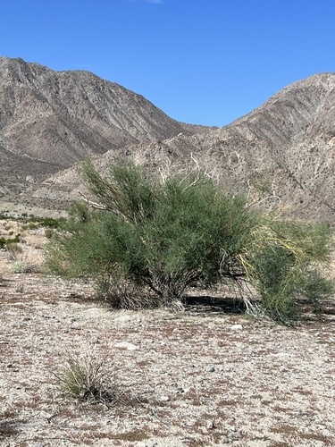 Parkinsonia florida (blue palo verde)