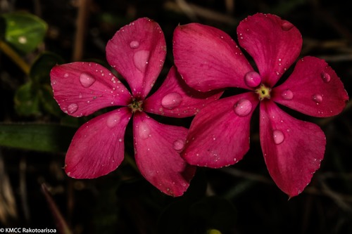 Catharanthus (Periwinkle) (alternate view 5)