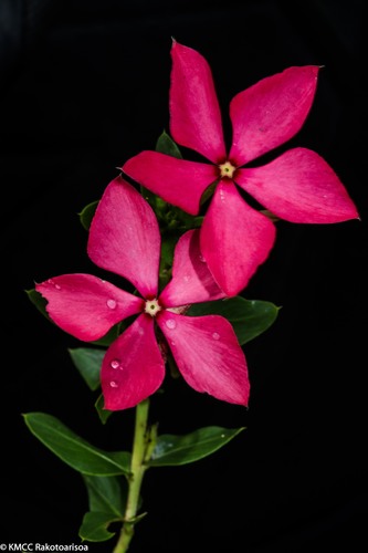 Catharanthus (Periwinkle) (alternate view 6)