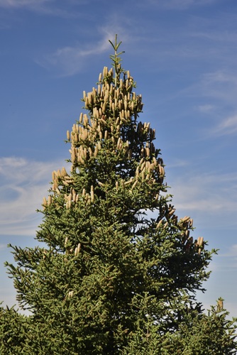 Abies pinsapo (Spanish fir) (alternate view 6)