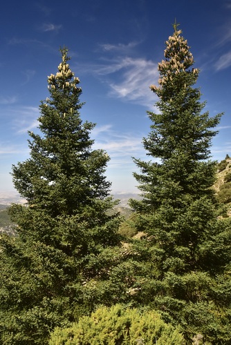 Abies pinsapo (Spanish fir) (alternate view 7)