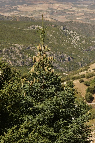 Abies pinsapo (Spanish fir) (alternate view 8)
