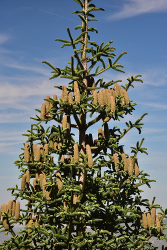 Abies pinsapo (Spanish fir) (alternate view 9)