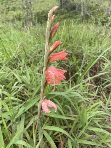 Gladiolus × hortulanus (Large-flowered Gladiolus) (alternate view 8)