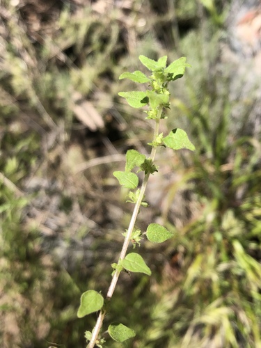 Parietaria (pellitories)