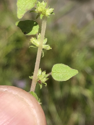 Parietaria (pellitories) (alternate view 3)