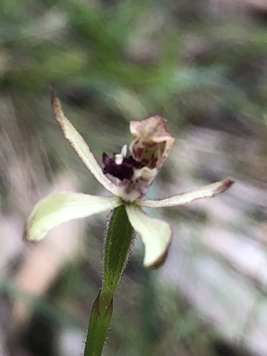 Caladenia transitoria (Eastern Bronzehood Orchid) (alternate view 4)