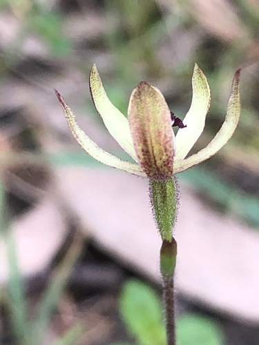 Caladenia transitoria (Eastern Bronzehood Orchid) (alternate view 3)