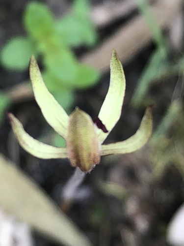 Caladenia transitoria (Eastern Bronzehood Orchid) (alternate view 5)