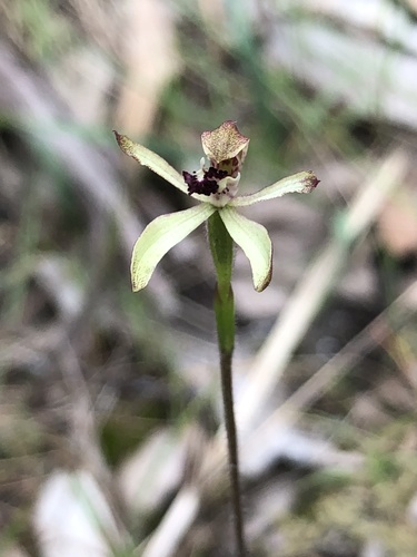 Caladenia transitoria (Eastern Bronzehood Orchid)