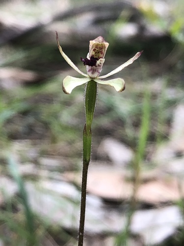 Caladenia transitoria (Eastern Bronzehood Orchid) (alternate view 2)