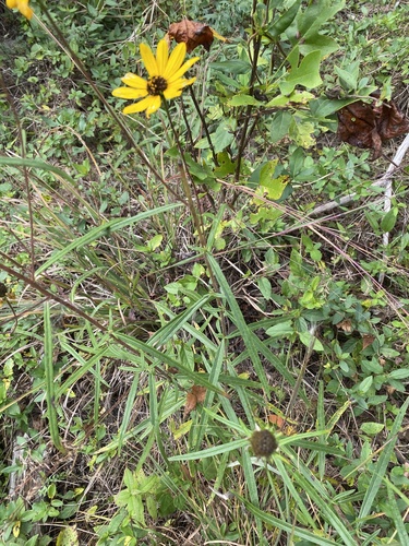 Helianthus angustifolius (Swamp Sunflower)