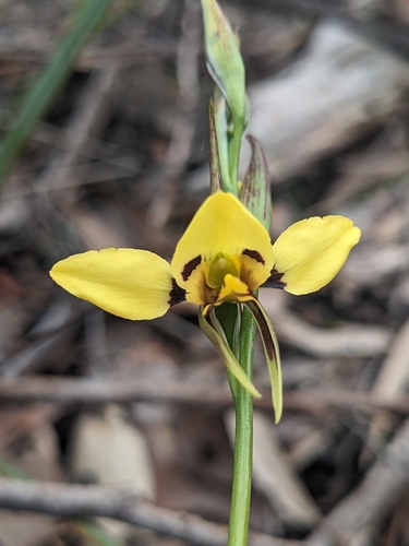 Diuris sulphurea (Tiger Orchid) (alternate view 6)