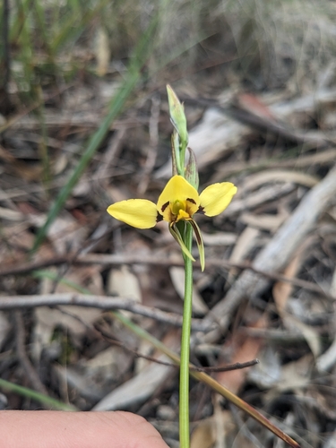 Diuris sulphurea (Tiger Orchid) (alternate view 7)