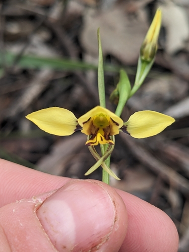 Diuris sulphurea (Tiger Orchid) (alternate view 8)
