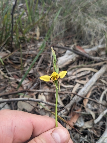 Diuris sulphurea (Tiger Orchid) (alternate view 9)