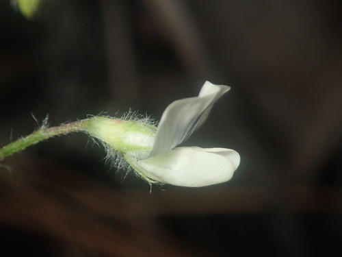 Vicia (Vetches) (alternate view 4)