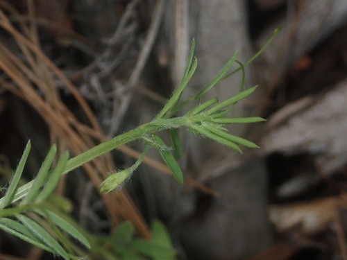 Vicia (Vetches) (alternate view 5)