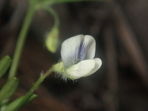 Vicia (Vetches) (alternate view 3)