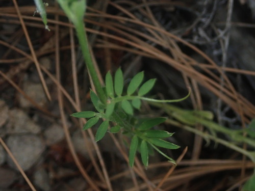 Vicia (Vetches) (alternate view 6)