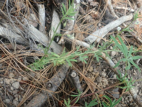 Vicia (Vetches) (alternate view 7)