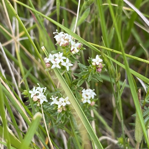 Asperula conferta (Common Woodruff)