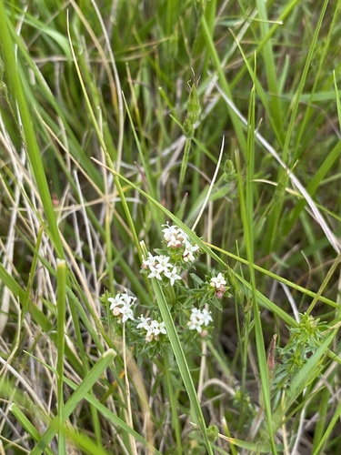 Asperula conferta (Common Woodruff) (alternate view 2)