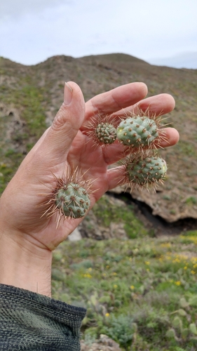 Cylindropuntia prolifera (Coast Cholla)