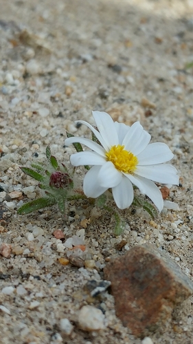 Monoptilon bellioides (Mojave desertstar)
