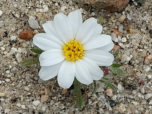 Monoptilon bellioides (Mojave desertstar) (alternate view 2)