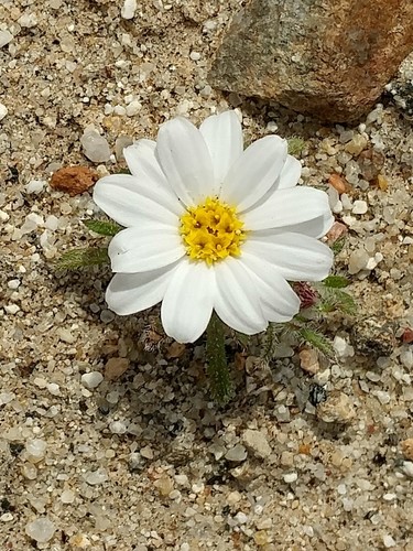 Monoptilon bellioides (Mojave desertstar) (alternate view 3)