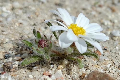 Monoptilon bellioides (Mojave desertstar) (alternate view 4)