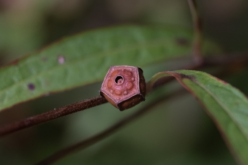 Ludwigia alternifolia (Seedbox)