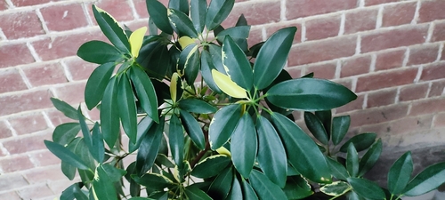Heptapleurum arboricola (Miniature umbrella tree)