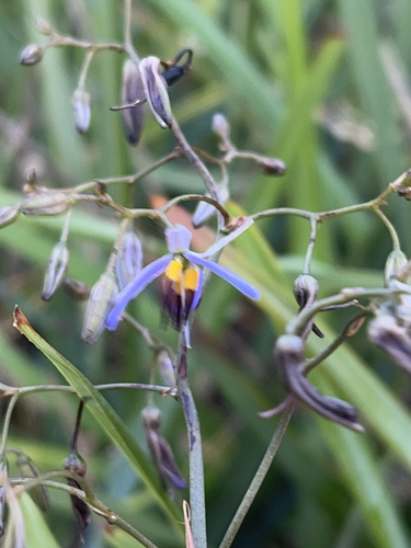 Dianella revoluta (Blueberry Lily) (alternate view 4)
