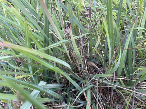 Dianella revoluta (Blueberry Lily) (alternate view 5)