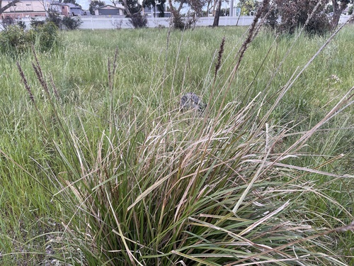 Carex appressa (Southern Cutty Sedge)