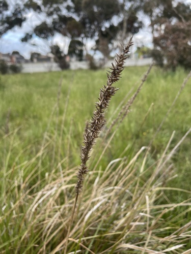 Carex appressa (Southern Cutty Sedge) (alternate view 2)