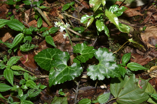 Beesia deltophylla (beesia)