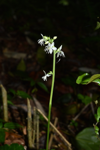 Beesia deltophylla (beesia) (alternate view 2)