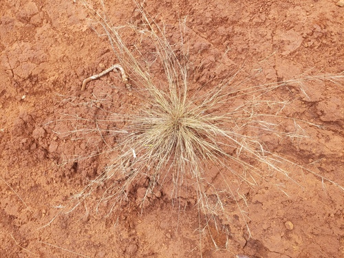 Aristida (threeawns and wiregrasses) (alternate view 6)