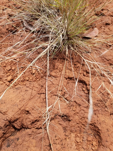 Aristida (threeawns and wiregrasses) (alternate view 7)