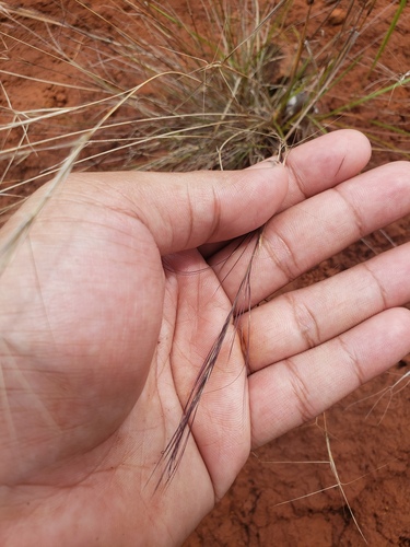 Aristida (threeawns and wiregrasses) (alternate view 8)