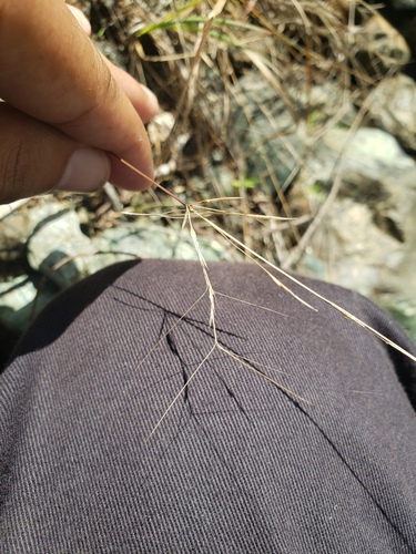 Aristida (threeawns and wiregrasses) (alternate view 9)