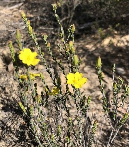 Hibbertia devitata (Smooth Guinea-flower) (alternate view 4)