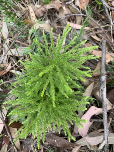 Lycopodium deuterodensum (Bushy Clubmoss) (alternate view 10)