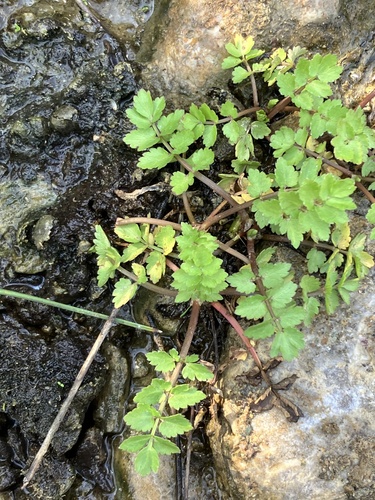Helosciadium nodiflorum (Fool's Watercress)