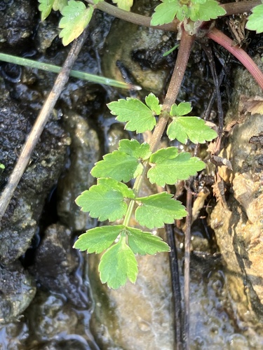 Helosciadium nodiflorum (Fool's Watercress)