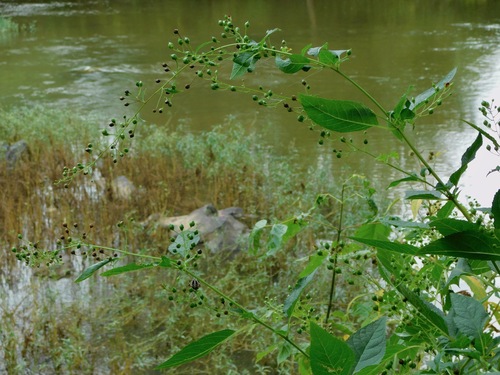 Scrophularia marilandica (late figwort)