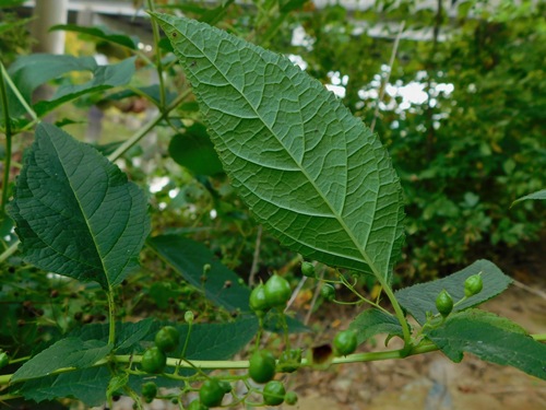 Scrophularia marilandica (late figwort) (alternate view 3)